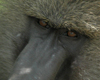 Baboon1