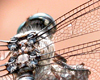 Dragonfly1