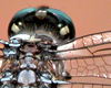 Dragonfly3