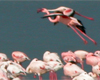 Flamingoes
